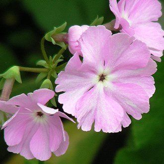 Primula sieboldii